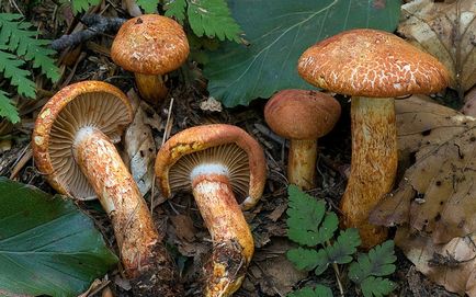 Їстівні гриби паутинником і отруйні фото і опис, як виглядають