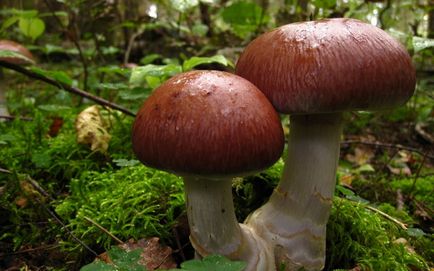 Ciorchine de ciuperci de ciuperci comestibile și fotografii otrăvitoare și descrierea modului în care acestea arată