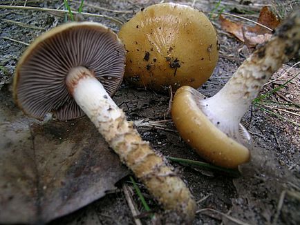 Їстівні гриби паутинником і отруйні фото і опис, як виглядають