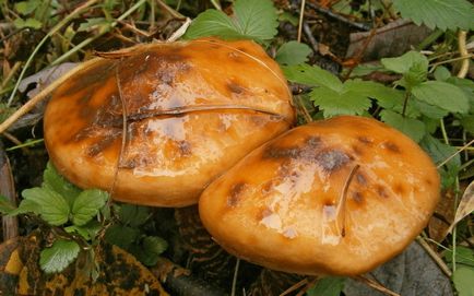 Ciorchine de ciuperci de ciuperci comestibile și fotografii otrăvitoare și descrierea modului în care acestea arată