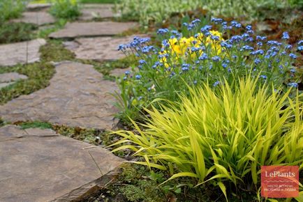 Secretele de transplantare a ierburilor ornamentale în grădină - grădină și grădină
