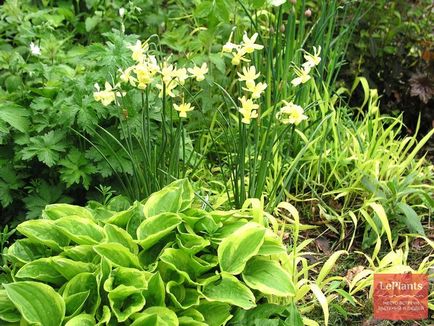 Secretele de transplantare a ierburilor ornamentale în grădină - grădină și grădină