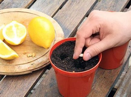Semințe de lămâie cum să colecteze și când vin la îndemână