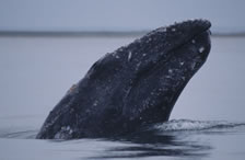 Сірий кит - морський ссавець підряду беззубих китів