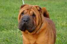 Sharpei igienă de îngrijire, îngrijirea Shar Pei, mijloace de îngrijire a Sharpei, îngrijirea părului de urechi