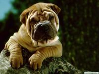 Sharpei igienă de îngrijire, îngrijirea Shar Pei, mijloace de îngrijire a Sharpei, îngrijirea părului de urechi