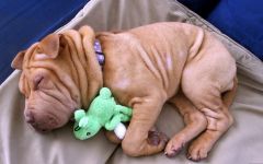 Sharpei igienă de îngrijire, îngrijirea Shar Pei, mijloace de îngrijire a Sharpei, îngrijirea părului de urechi