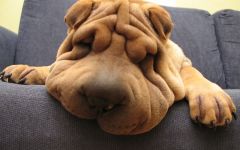 Sharpay higiéniai ellátás, ápolás shar pei, gondozása Sharpey, ápolás fülek