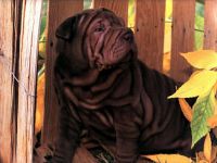 Sharpei igienă de îngrijire, îngrijirea Shar Pei, mijloace de îngrijire a Sharpei, îngrijirea părului de urechi