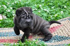 Sharpay higiéniai ellátás, ápolás shar pei, gondozása Sharpey, ápolás fülek