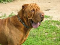 Sharpei igienă de îngrijire, îngrijirea Shar Pei, mijloace de îngrijire a Sharpei, îngrijirea părului de urechi