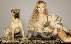 Sharpei igienă de îngrijire, îngrijirea Shar Pei, mijloace de îngrijire a Sharpei, îngrijirea părului de urechi