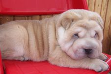 Sharpei igienă de îngrijire, îngrijirea Shar Pei, mijloace de îngrijire a Sharpei, îngrijirea părului de urechi