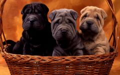 Sharpei igienă de îngrijire, îngrijirea Shar Pei, mijloace de îngrijire a Sharpei, îngrijirea părului de urechi