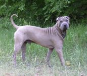 Sharpei igienă de îngrijire, îngrijirea Shar Pei, mijloace de îngrijire a Sharpei, îngrijirea părului de urechi