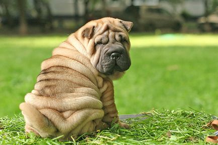 Shar-pei - câine ondulat