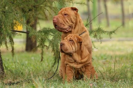 Shar-pei - câine ondulat