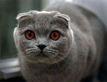 Scottish Fold, Scottish fold