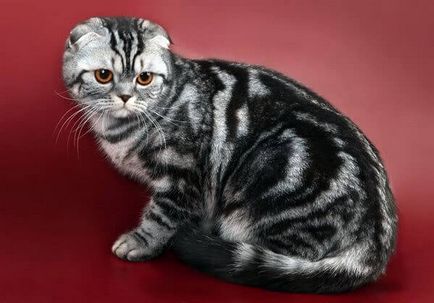 Scottish Fold, Scottish Fold