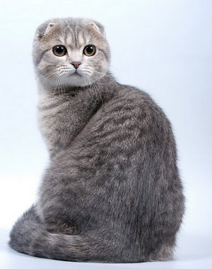 Scottish Fold, Scottish Fold