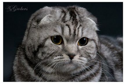 Scottish Fold, Scottish Fold