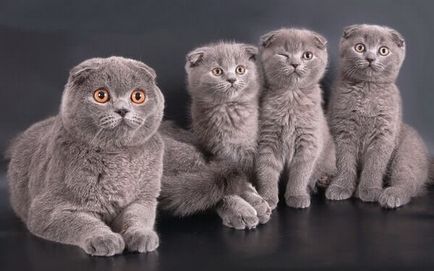 Scottish Fold, Scottish fold