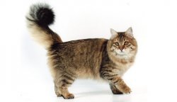 Сибірська кішка фото, характер, догляд