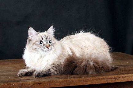 Pisica siberiana pisica Vasya - totul despre pisici