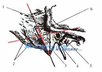 Rétegek mastoid régió a fej (régió) mastoid régió a fej rétegek
