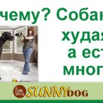 Собака гавкає на дитину