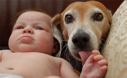 Kutya és gyerek első találkozás, novella hosszú tacskó