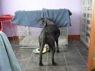 Câinele în sine este nakuryaka))) - clip, viziona online, descarcă clipul câinelui însuși nakouryaka)))