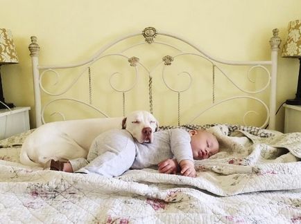 Собака, врятована від шкуродерів, лягає спати поруч з немовлям