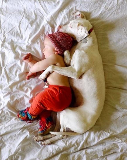 Собака, врятована від шкуродерів, лягає спати поруч з немовлям