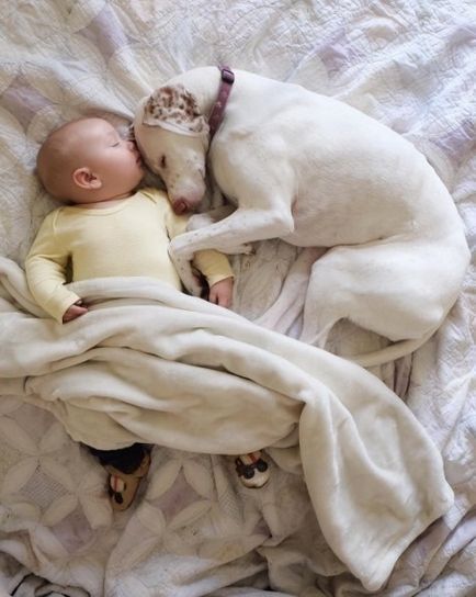 Câinele, salvat de animatori, se duce în pat lângă copil
