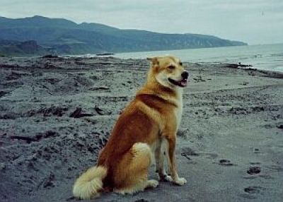 Собаки породи Карафуто кен - зниклі герої хх століття