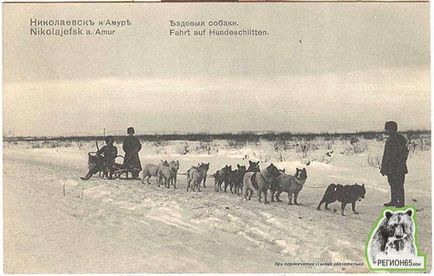 Собаки породи Карафуто кен - зниклі герої хх століття