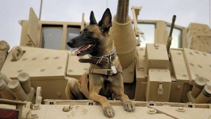 Собаки-сапери - военное обозрение