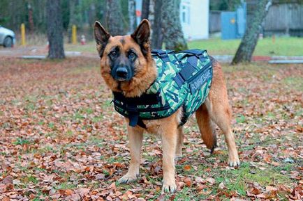 Собаки-сапери - военное обозрение