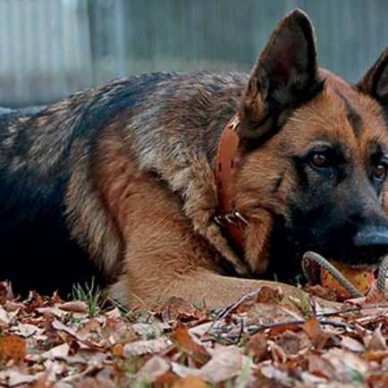 Canine utászok, Popular Mechanics magazin