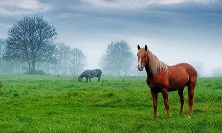 Dream vis de cal, vis de un cal într-un vis