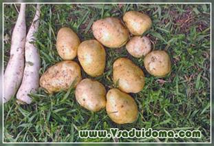 Сорти картоплі Родріго Розара Каратоп і удача, сайт про сад, дачі і кімнатних рослинах