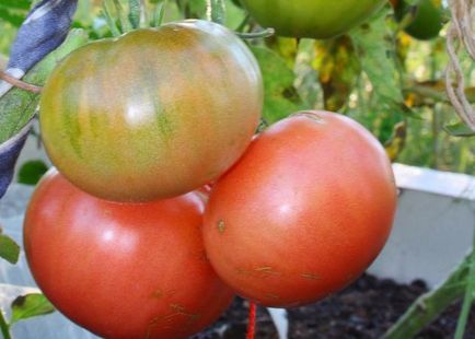 Сорти томатів валя, женечка і привид