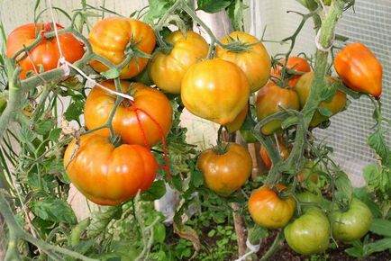 Сорти томатів валя, женечка і привид