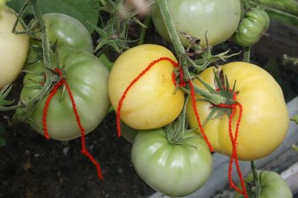 Soiuri de tomate valya, soție mică și fantomă