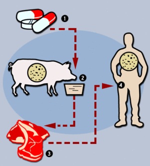 Bacteriile utile vor salva partea mondială 1?