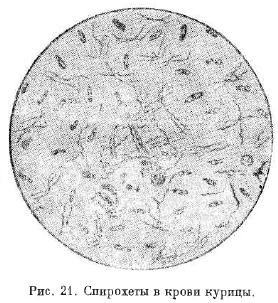 Спірохетоз птахів - все про тваринництво
