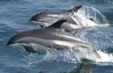 Вірші про дельфінів - сайт для мам малюків