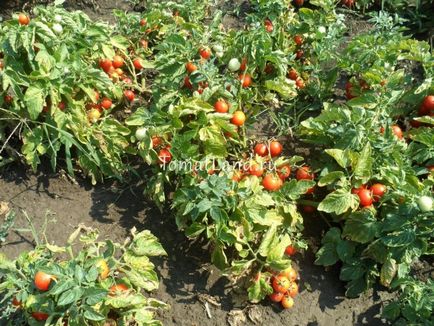 Tomato Bunting descrierea mărcii, recenzii, fotografii