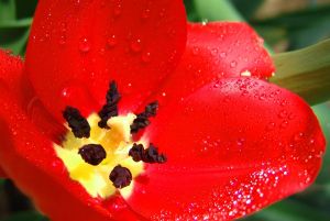 Tulip meghódítója sok hagyományos orvoslás